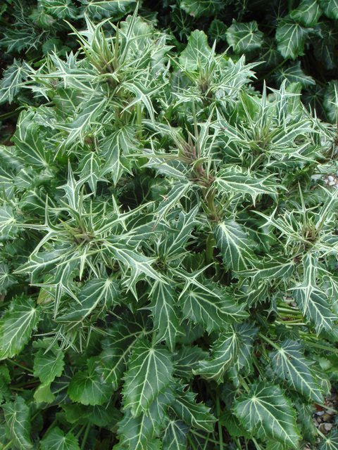 Eryngium variiflorum
